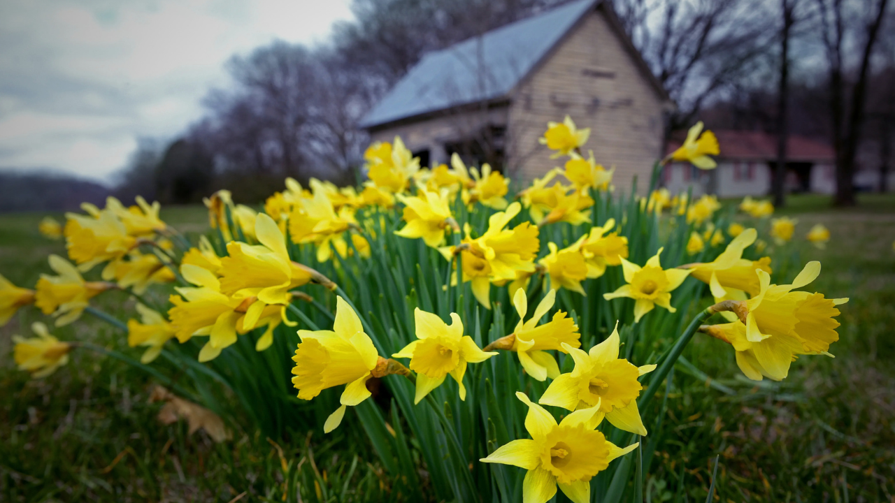 This Week in America — The First Signs of Spring